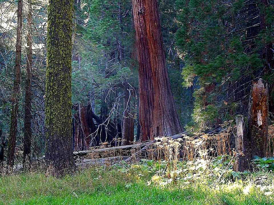 Trees  