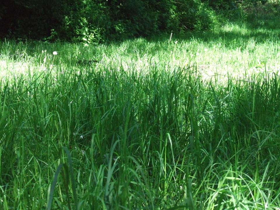 Camp lawn 