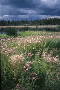 Estate grass plants storm