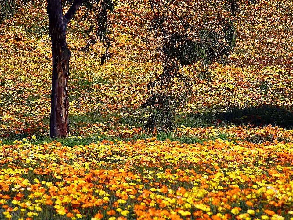Flowers  