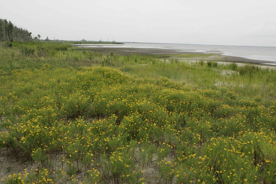 Grass Plants lake scenic