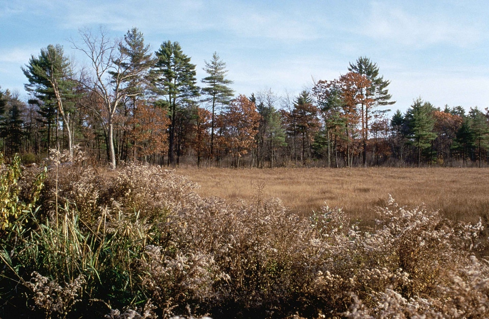 Autumn great 