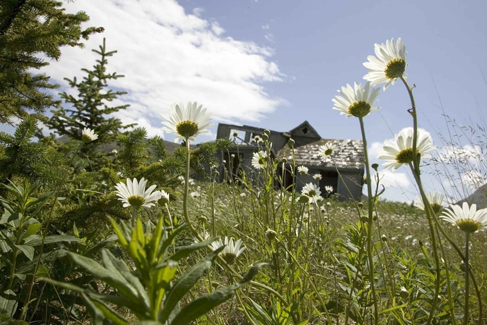 Brow flowers grass plants