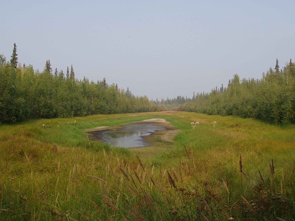 Grass Plants lake little