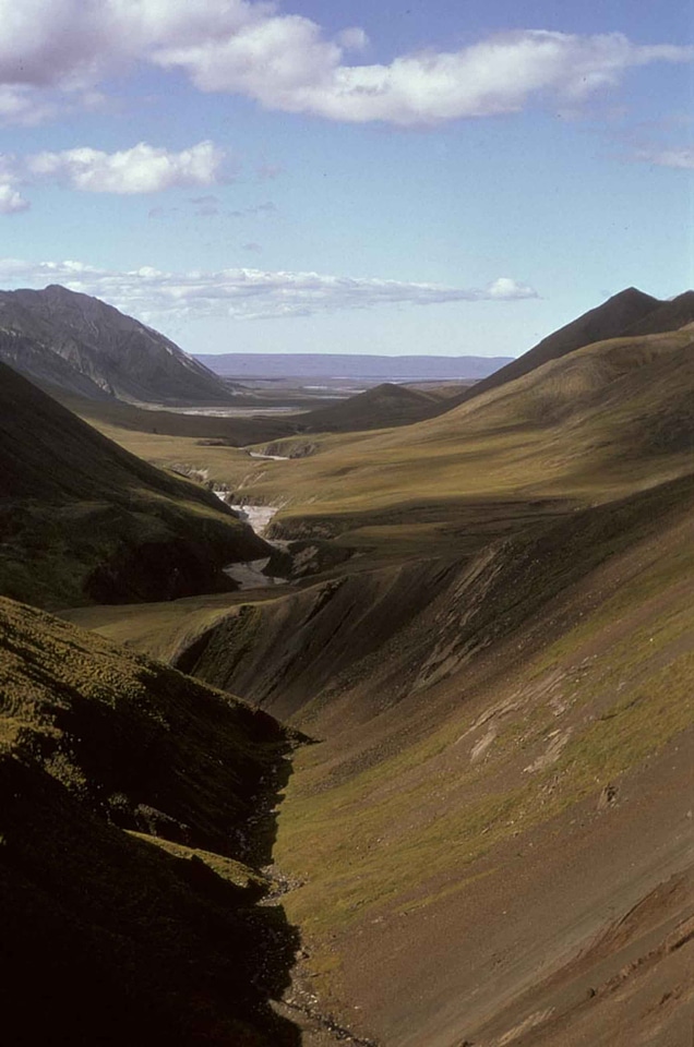 Arctic canada domestic