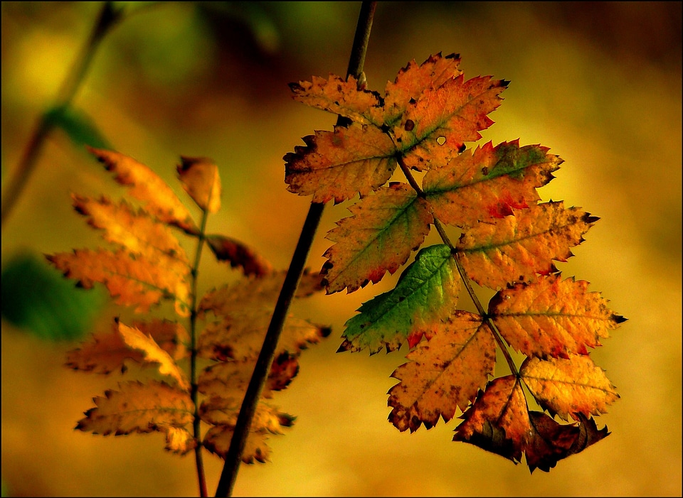 Autumn leaf colorful