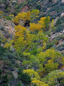 Autumn trees 