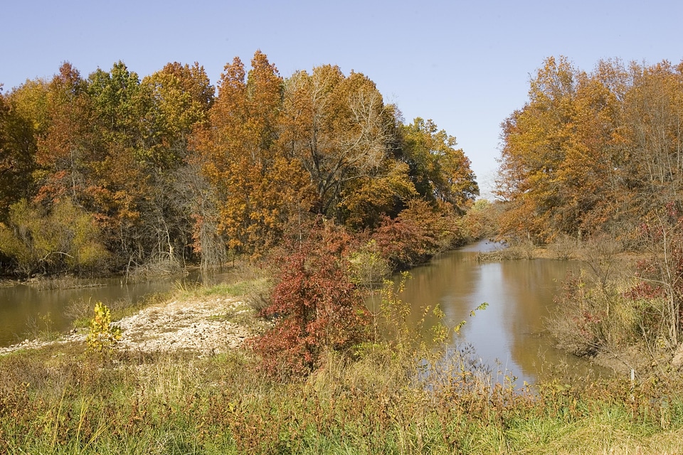 Autumn control trees