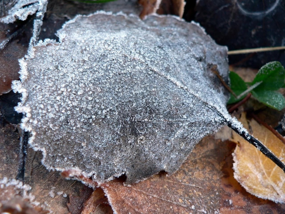 Autumn leaf 