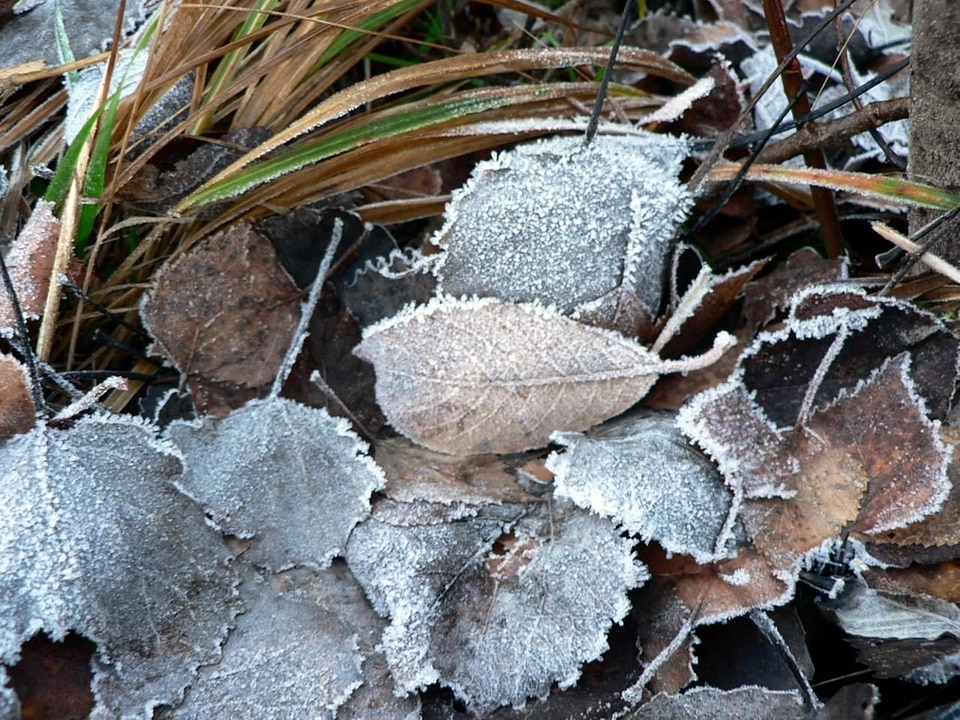 Autumn bottom leaves