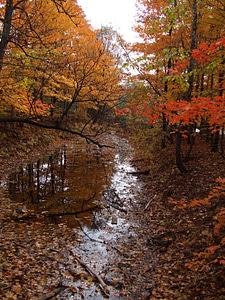 Forest water 