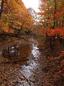 Forest water photo