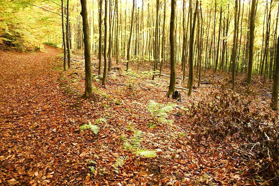 Ancient autumn background