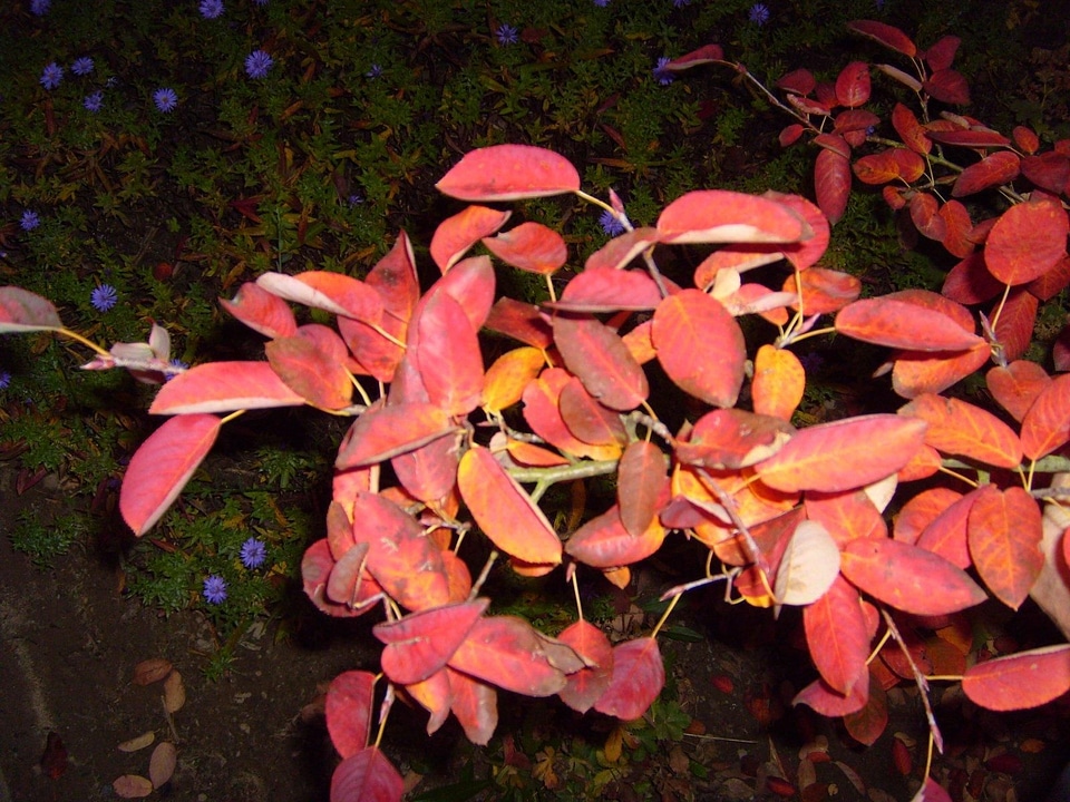 Autumn bouquet dark