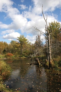 Autumn pond scene