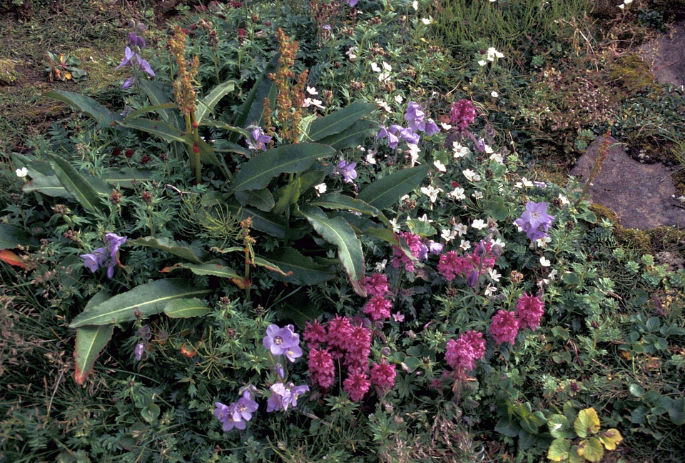 Ladder Polemonium caeruleum 