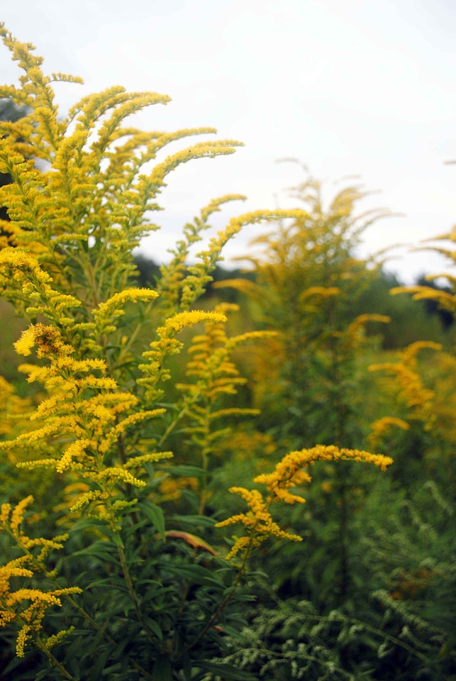 Solidago Virgaurea wildflower yellow