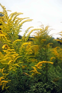 Solidago Virgaurea wildflower yellow