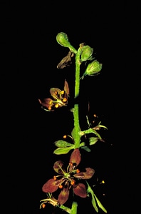 Brown greenery haulm