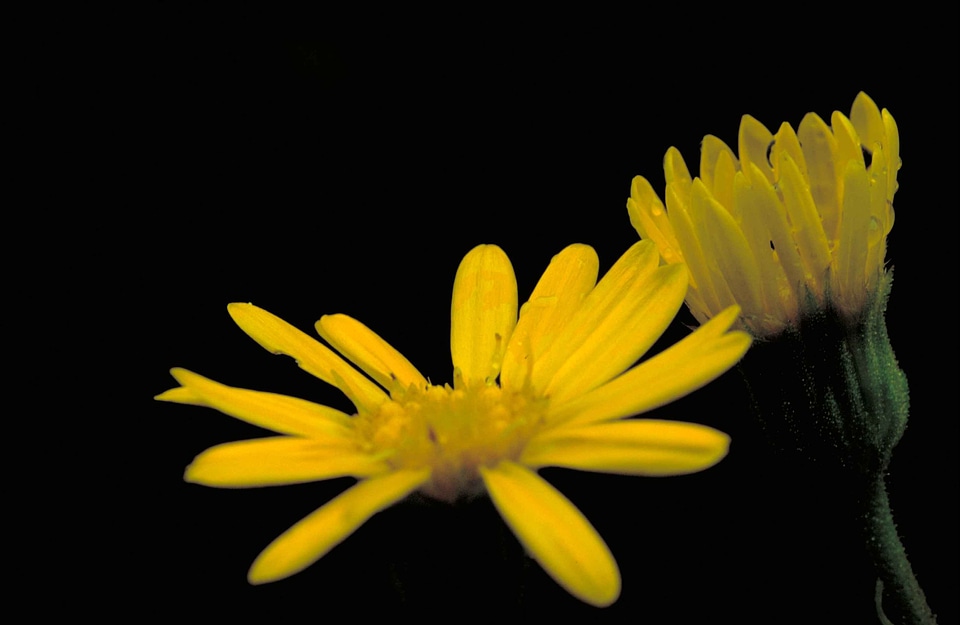 Aster Astereae blossom golden aster