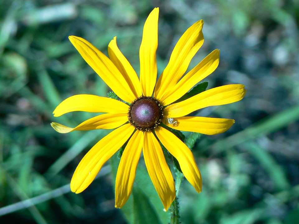 Background bloom blossom