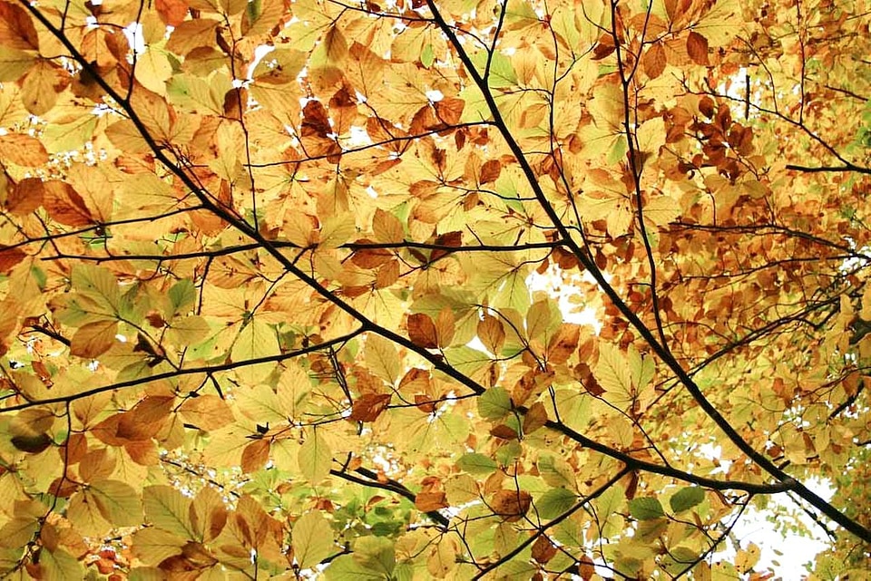 Background leaves 