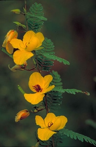 Blossom Cassia lauraceae center