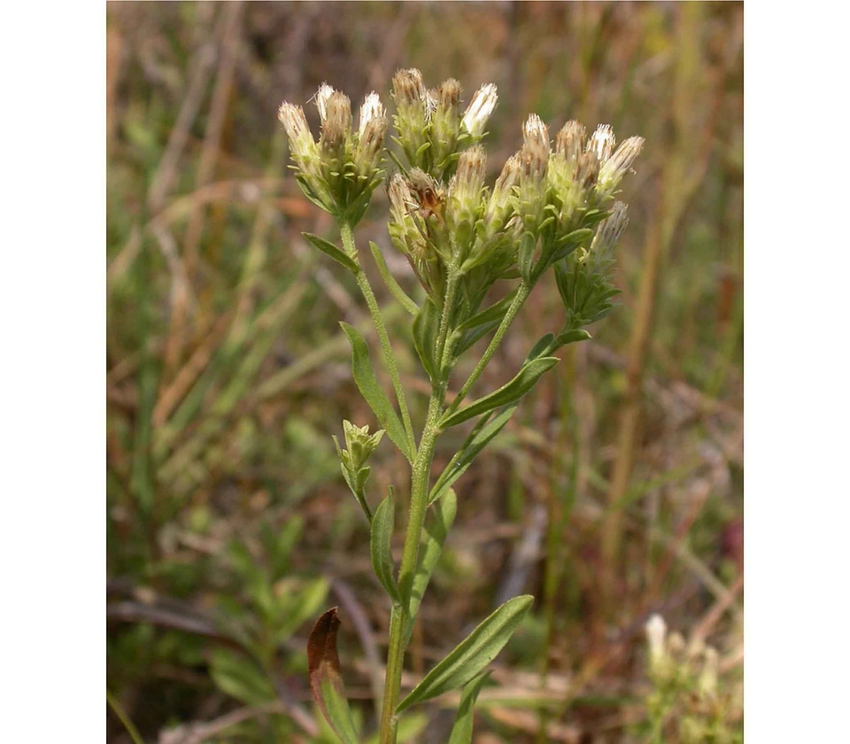 Aster Astereae white 