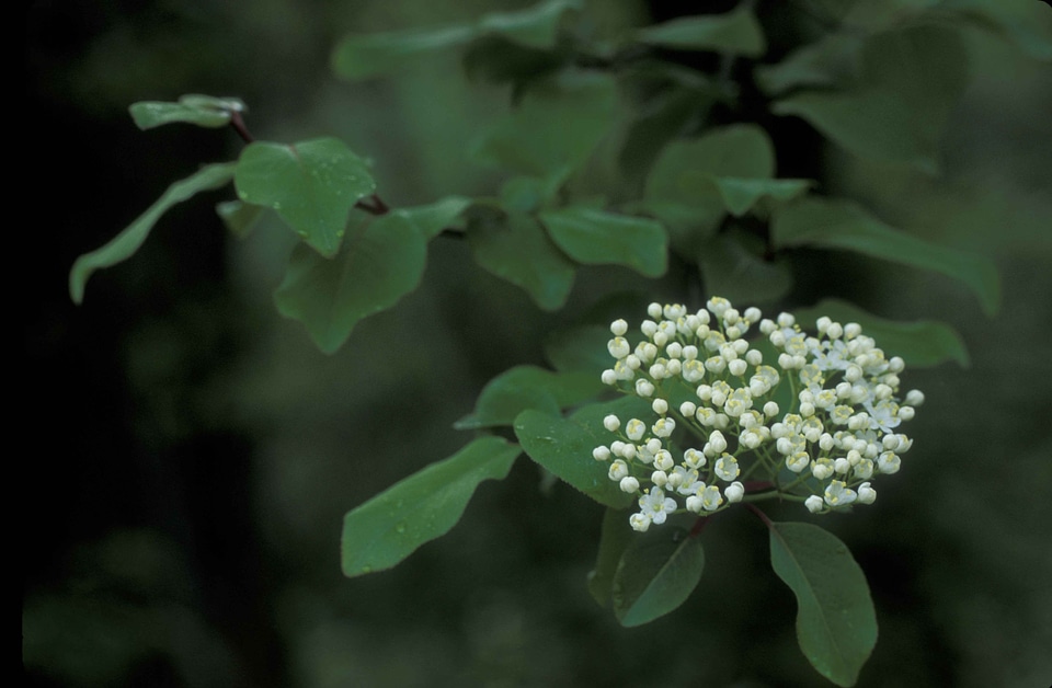 Flowers greenery leaves