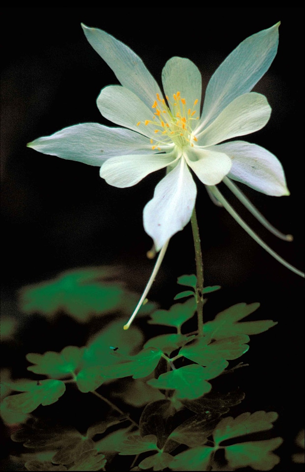 Aquilegia Echinocereus blossoming center