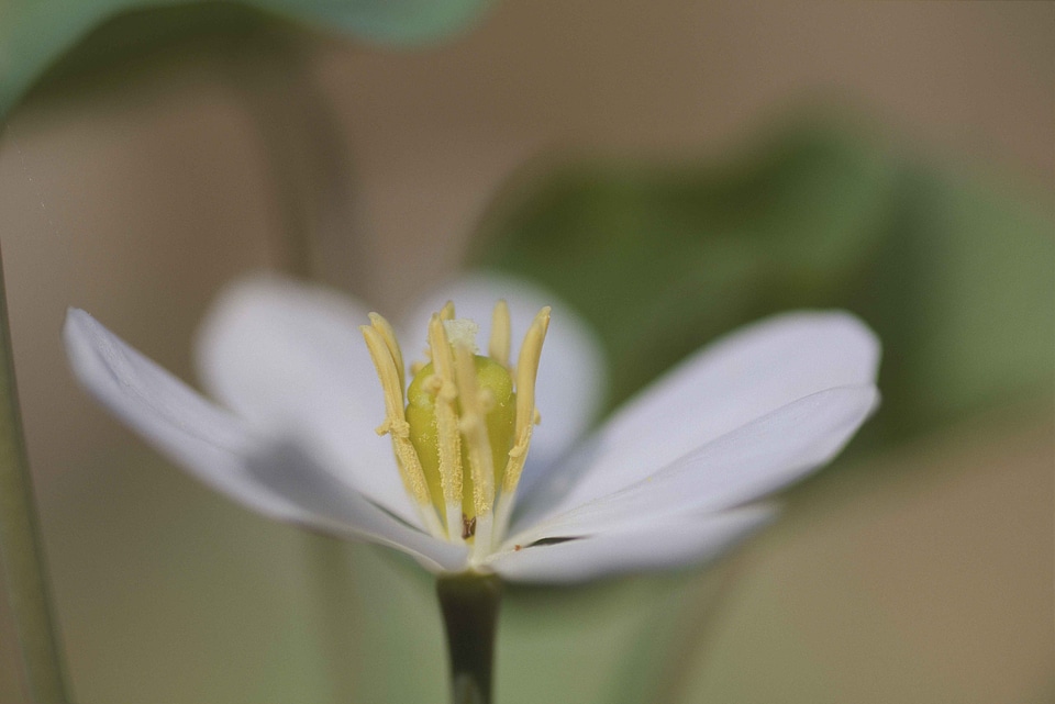 Blossom white 