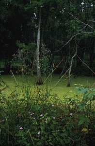 Marsh other vegetation