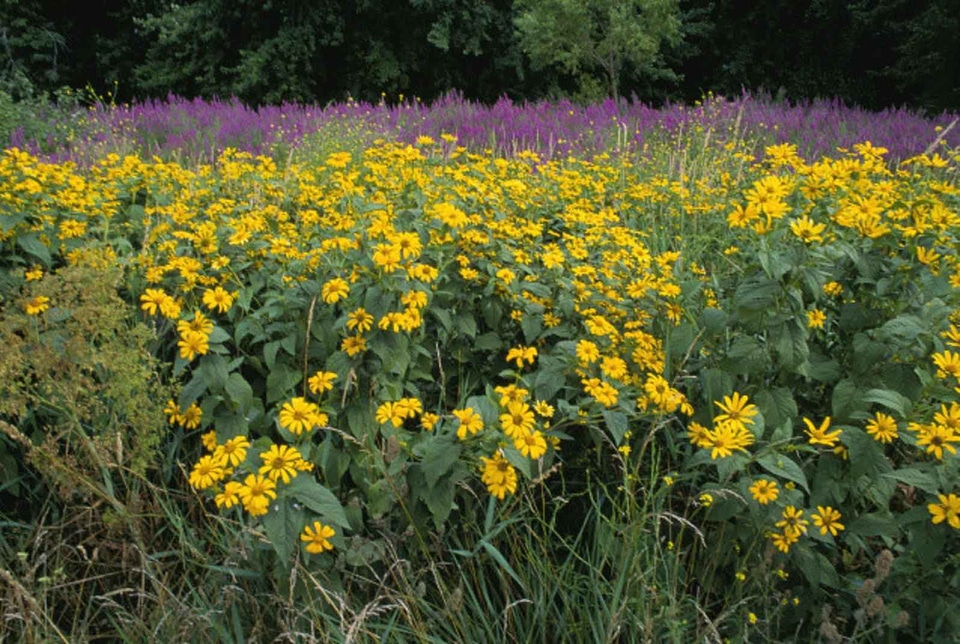 Crescent Lysimachia punctata viola