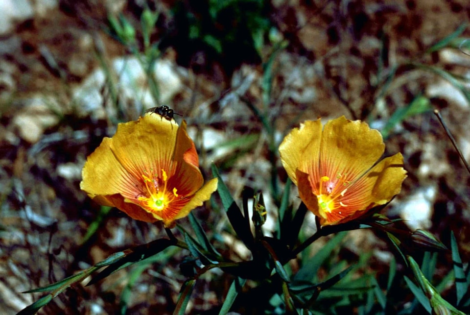 Flax flowers linseed