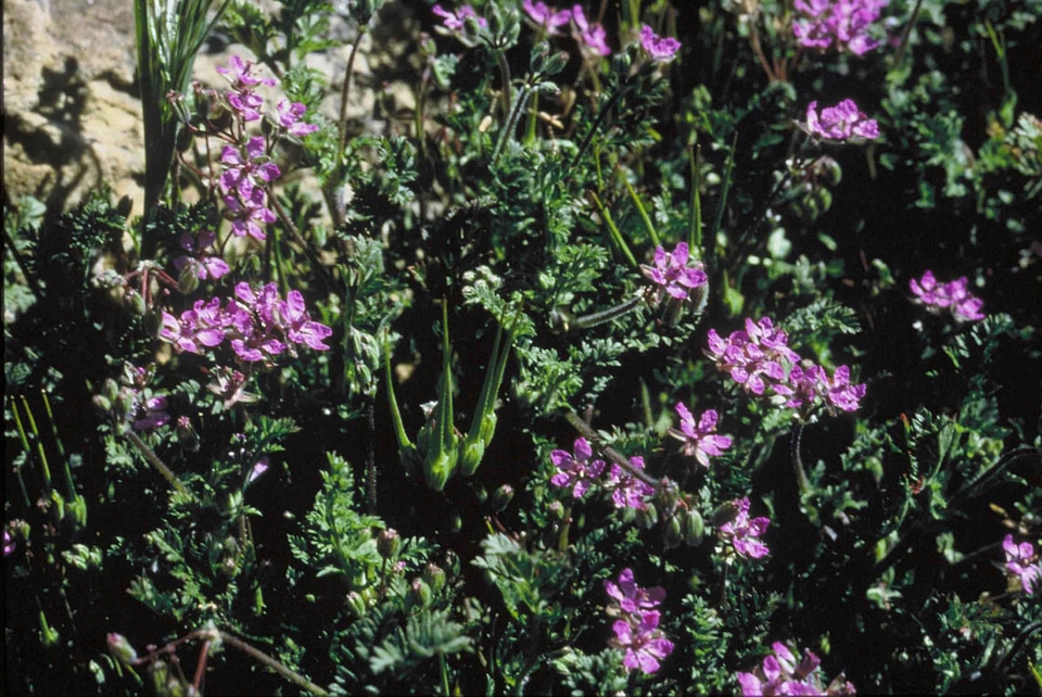 Account Ciconia ciconia flowers