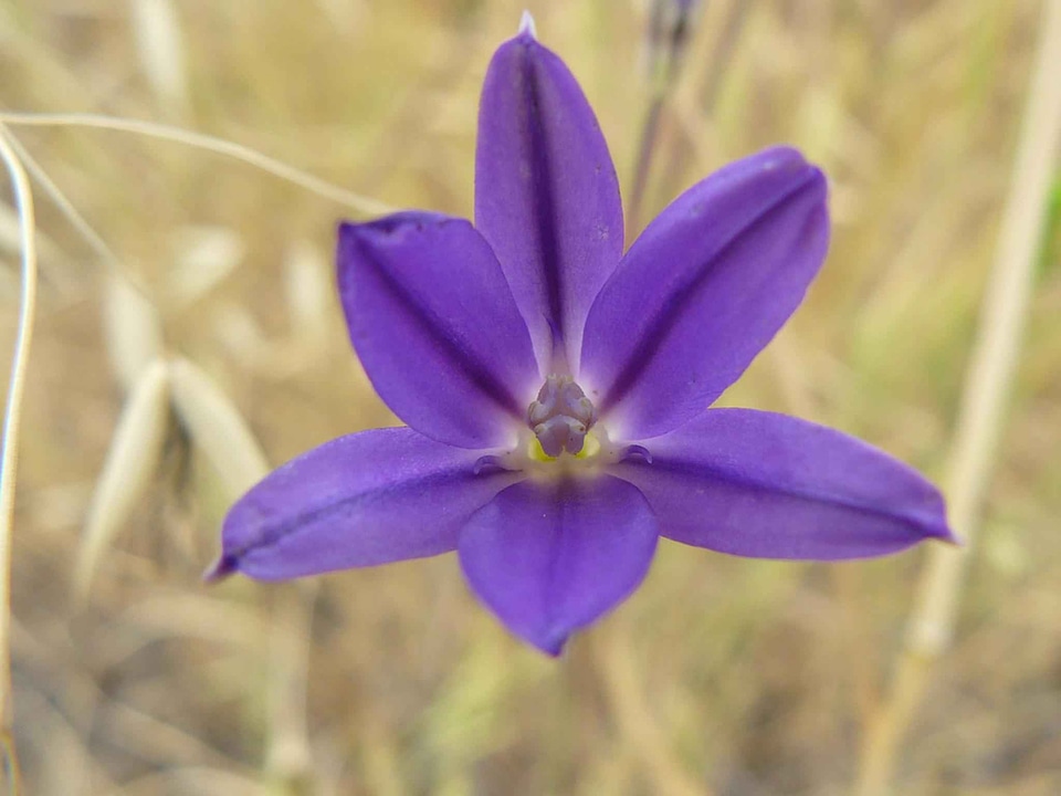 Beautiful Photo blossoming brodiaea