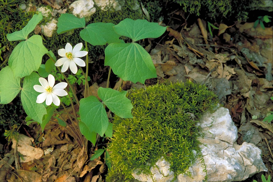 Greenery leaves rock