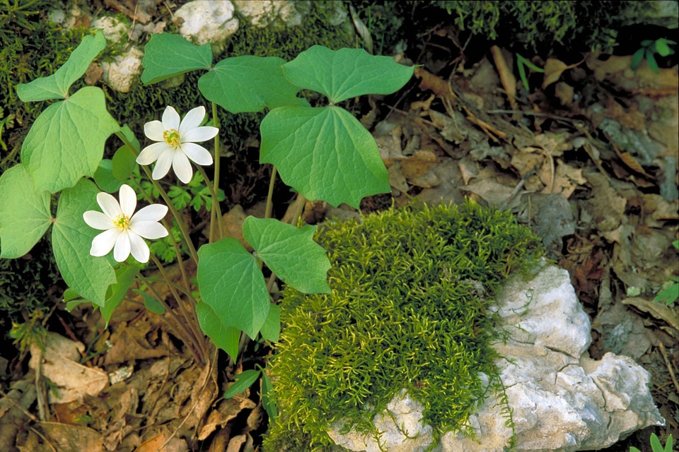 Greenery leaves rock photo