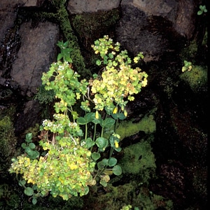 Blossoming island wildflower
