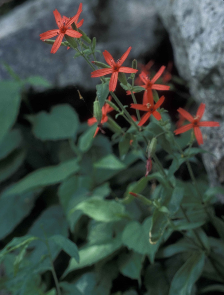 Fire fire pink flowers