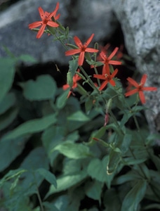 Fire fire pink flowers