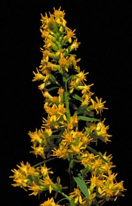 Plant showy goldenrod Solidago virgaurea photo