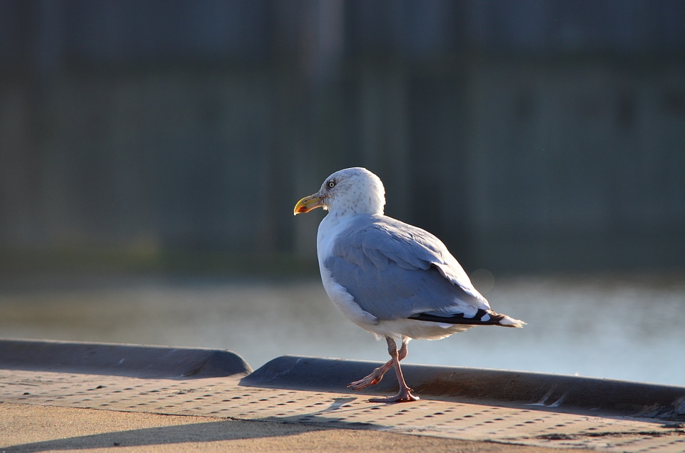 Seevogel bird coast