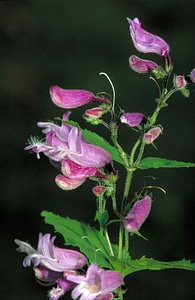 Flowers lilac plant