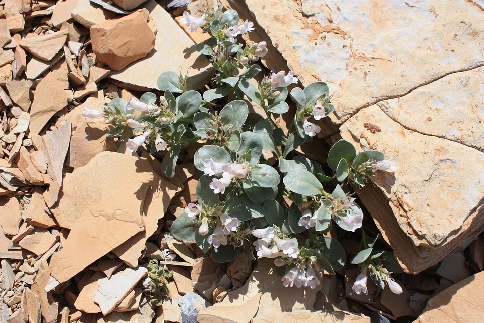 Blossoming plant stones