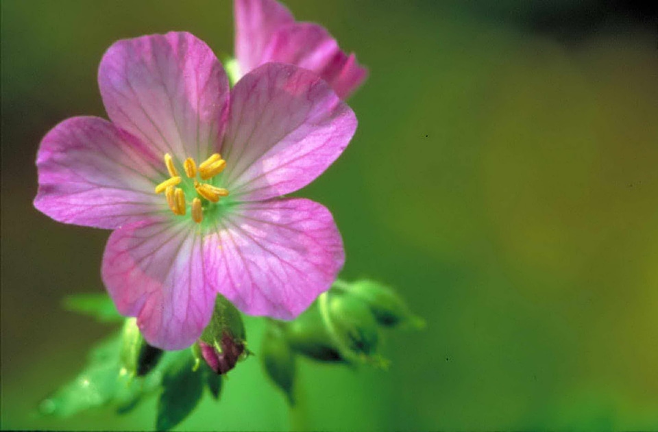 Beautiful Photo blossom blossoming
