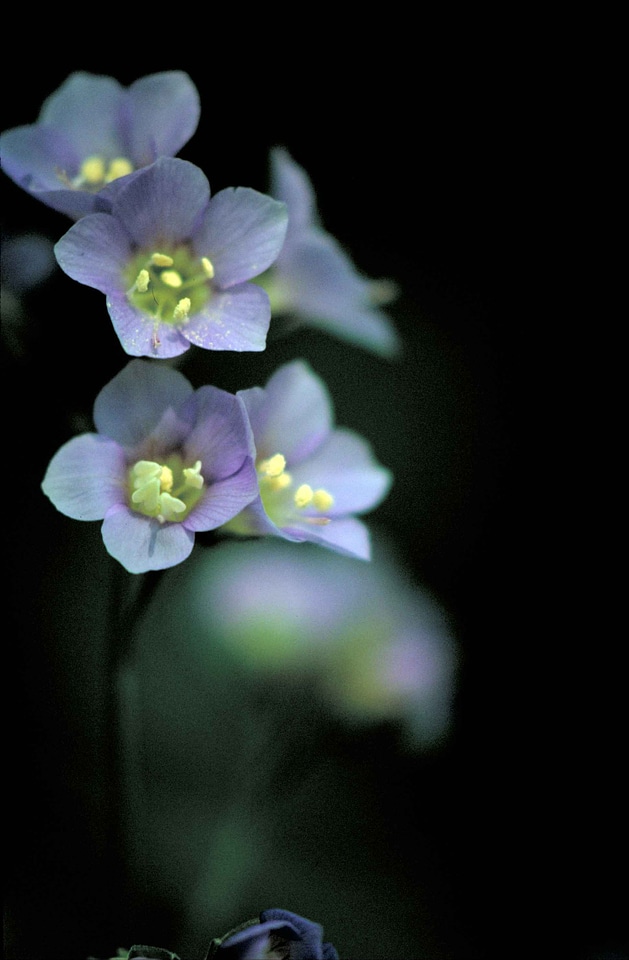 Blossoming ladder lilac