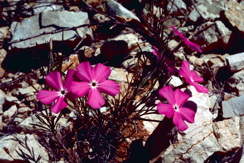 Blossom Phlox polemoniaceae 