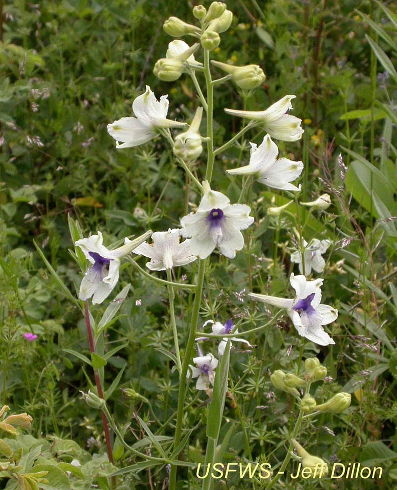 Delphinieae Ranunculoideae flowers peacock