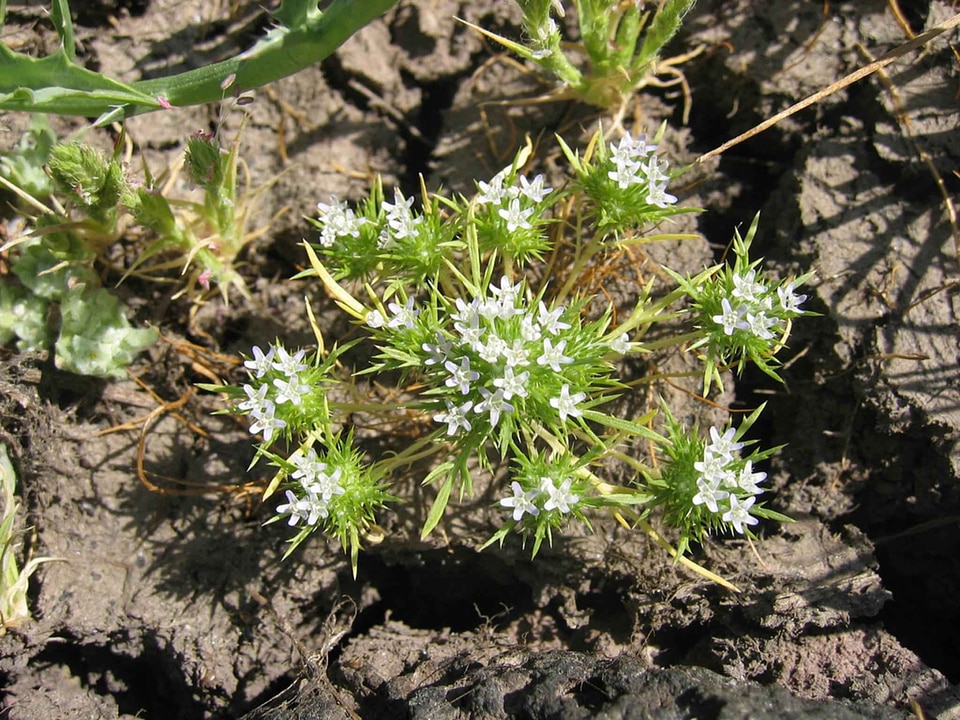 Flowers plant white